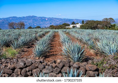 Blue Agave Field In Tequila, Jalisco, Mexico
