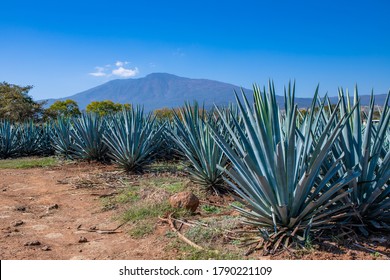 Blue Agave Field In Tequila, Jalisco, Mexico
