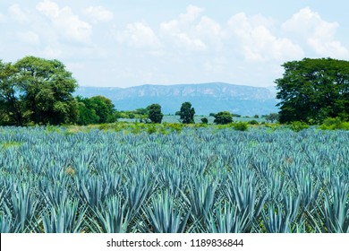 Blue agave fields as far as you can see.