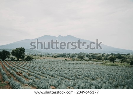 blue agave fields in tequila jalisco mexico