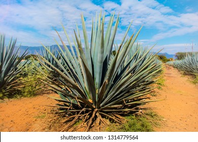 Blue Agave Plant