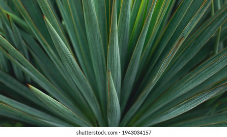 Blue agave plant close up for produce teauila. green botany background. banner - Powered by Shutterstock