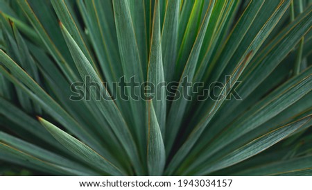 Blue agave plant close up for produce teauila. green botany background. banner