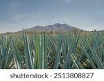 Blue agave plant for the preparation of the alcoholic drink called TEQUILA, with clear blue sky and mountains in the background. TEQUILA JALISCO, MEXICO