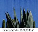 Blue agave plants in the garden making tequila industry tequila concept. Blue agave plants with clear blue  background