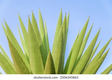 Blue agave plants in the garden making tequila industry tequila concept. Blue agave plants with clear blue sky background - Powered by Shutterstock