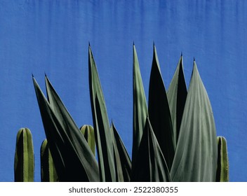 Blue agave plants in the garden making tequila industry tequila concept. Blue agave plants with clear blue  background - Powered by Shutterstock