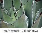 Blue Agave at the Santa Fe Botanical Garden