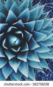 Blue Agave Succulent with black sharp tips