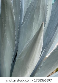 Blue agave succulent close-up macro detail