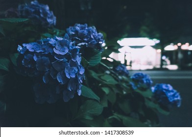 Blue Ajisai Hydrangea Flowers Blooming Near Stock Photo Edit Now