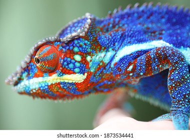 Blue Ambanja Panther Chameleon On Hand