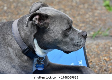 Grey Pitbull Hd Stock Images Shutterstock