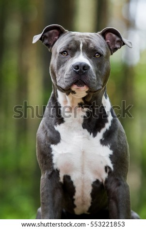 foto stock de blue american staffordshire terrier amstaff stafford