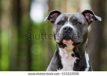 Blue American staffordshire terrier, amstaff, stafford 