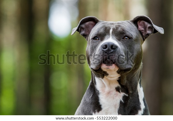 amstaff blue american staffordshire terrier