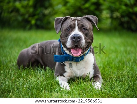 Blue american staffordshire terrier, American Staffordshire Terrier in a green grass lawn, Amstaff, Stafford, Portrait of Smiling English Staffordshire Bull Terrier in the Garden