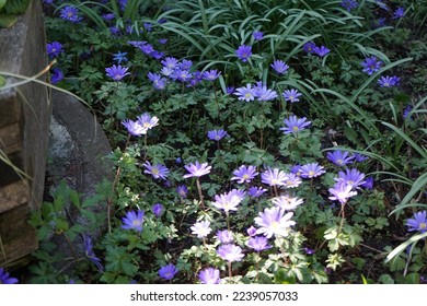 Blue Anemone blanda flowers in April. Anemonoides blanda, syn. Anemone blanda, the Balkan anemone, Grecian windflower, or winter windflower, is a species of flowering plant in the family Ranunculaceae
