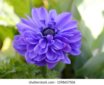 紫の新鮮なアネモネの花の種 アネモネコロナリア ケシガネモネ スペインのマリゴルド 風花 の写真素材 今すぐ編集