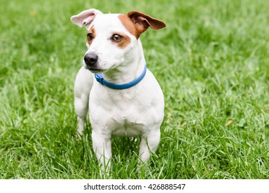 Blue Anti Tick And Flea Collar On Cute Dog