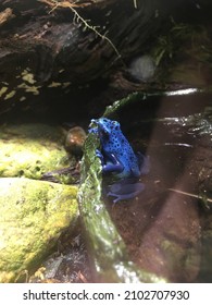 Blue Aquatic Rain Forest Frog Tropical