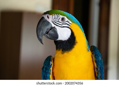 Blue, The Ara Ararauna Parrot