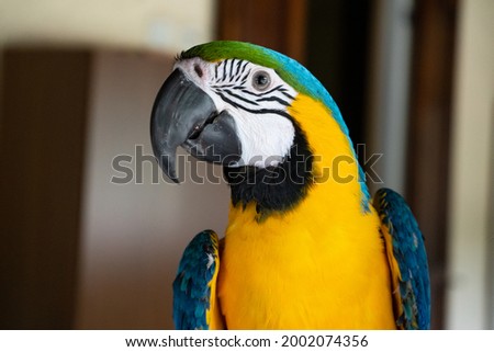 Blue, the ara ararauna parrot
