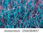 Blue artificial grass background, simple backdrop for presentation,  screensaver, wallpaper. Design for postcard, poster, banner, cover, website, publication. Alien plant. Fantasy magical concept 