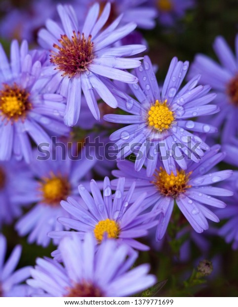 Blue Aster Flowers Autumn Garden Closeup Stock Photo (Edit Now) 1379771699