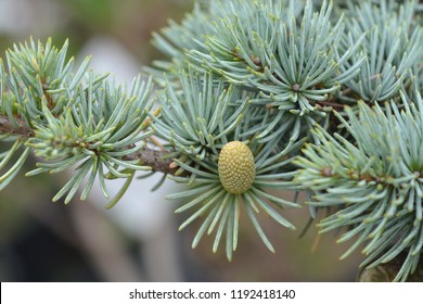 Blue Atlas Cedar - Latin name - Cedrus atlantica Glauca - Shutterstock ID 1192418140