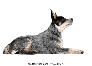 blue australian cattle dog puppy lying down on white background - Powered by Shutterstock