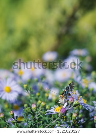 Blue autumn flowers. Chrysanthemums A butterfly sits on a flower. Close-up. Partial focus.