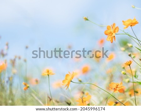 Blue autumn sky and cosmos flowers.