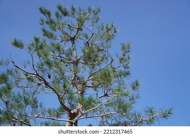 Blue Autumn Sky And Trees