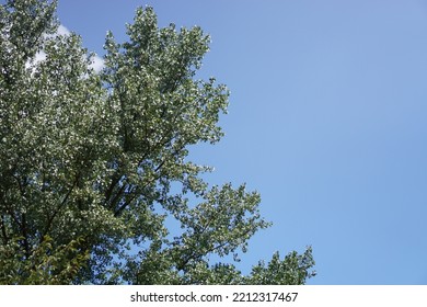 Blue Autumn Sky And Trees