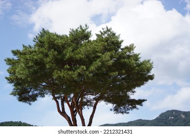 Blue Autumn Sky And Trees