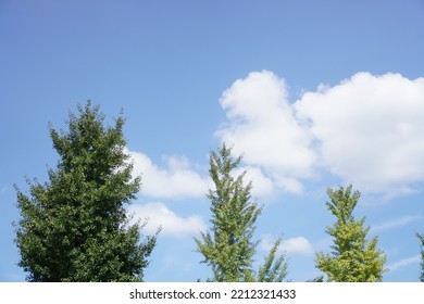 Blue Autumn Sky And Trees