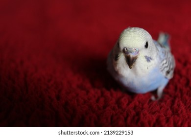 Blue Baby Budgie Background Pic