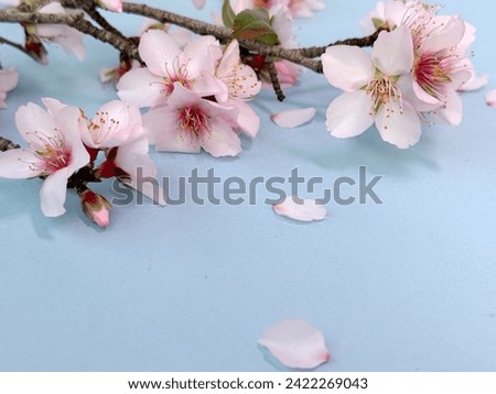 Blue background with blossoming almond flowers. Copy space for your short message. Perfect for fresh, joyful greetings.