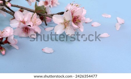 Blue background with blossoming almond flowers. Copy space for your short message. Perfect for fresh, joyful greetings.