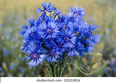 blue background with cornflower - Shutterstock ID 322313816