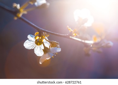 Blue background with sunlight through cherry blooming branch. Flowering tree in the sunlight.
