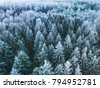 winter forest bird