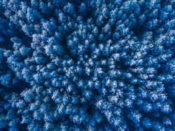 Blue Background Texture Of A Frozen Forest At Winter, Aerial Shot