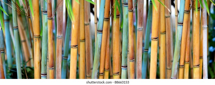 Blue Bamboo (Himalayacalamus hookerianus) growing in Golden Gate Park, San Francisco, California