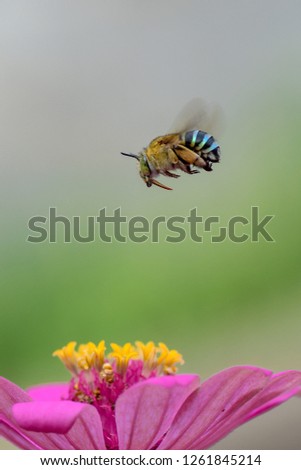 Similar – Bee flight, bee and poppy