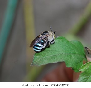 Blue Banded Bee Amegilla Cingulata