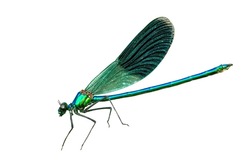 Blue Banded Demoiselle Isolated On White Background. Close Up Colorful Calopteryx Splendens Damselfly Flying Cut Out, Side View. Bright Colours Dragonfly Icon Cutout, Real Macro Wild Life