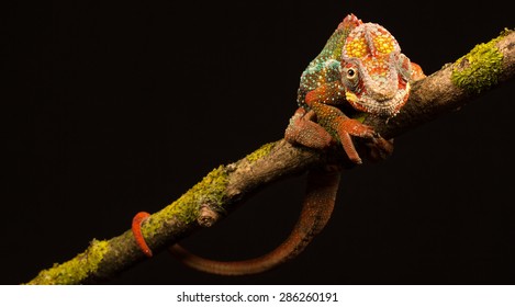 Blue Bar Panther Chameleon