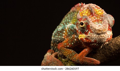 Blue Bar Panther Chameleon Looking At The Camera